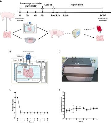 Hypothermic machine perfusion alleviates ischemia-reperfusion injury of intestinal transplantation in pigs